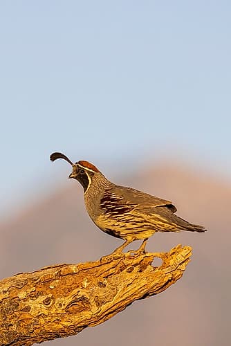 Gambels Quail male-Pima County-Arizona Figurative Print